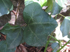 Hedera rhombea