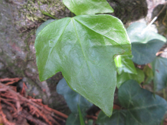 Hedera rhombea