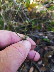 Agalinis strictifolia