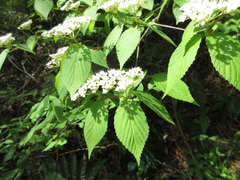 Viburnum erosum