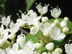 Viburnum erosum