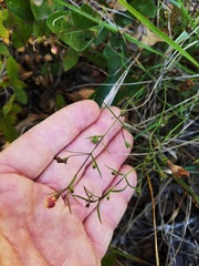 Agalinis strictifolia