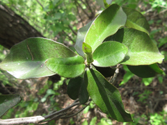 Trachelospermum asiaticum