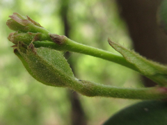 Trachelospermum asiaticum