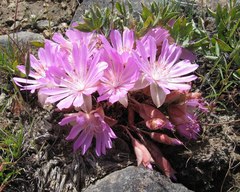 Lewisia rediviva