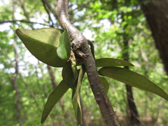 Trachelospermum asiaticum