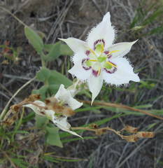 Calochortus lyallii