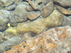 Opsariichthys pachycephalus