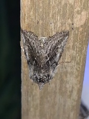 Pleromelloida conserta