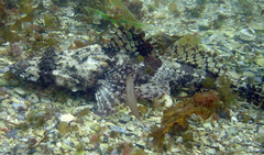 Thysanophrys cirronasus