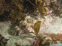 Thysanophrys cirronasus