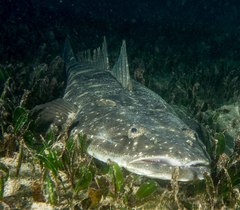 Dusky Flathead photo 3