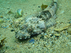 Thysanophrys cirronasus