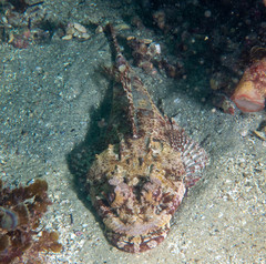 Thysanophrys cirronasus