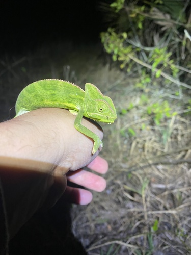 Chamaeleonidae image