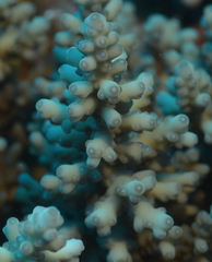 Acropora longicyathus