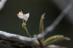 Thrixspermum formosanum