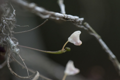 Thrixspermum formosanum