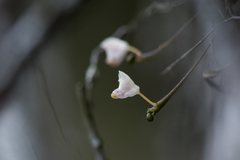 Thrixspermum formosanum