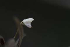 Thrixspermum formosanum