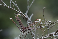 Thrixspermum formosanum