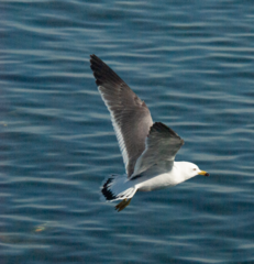 Larus crassirostris