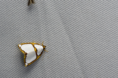 Titulcia confictella