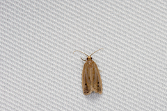 Archips myrrhophanes