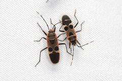 Physopelta gutta gutta