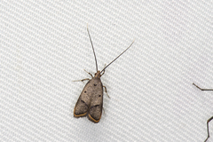 Spatulignatha olaxana