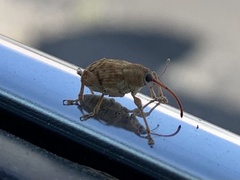 Curculio occidentis