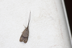 Spatulignatha olaxana