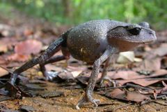 Leptobrachium