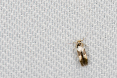 Stathmopoda opticaspis