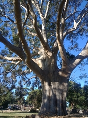 Corymbia maculata