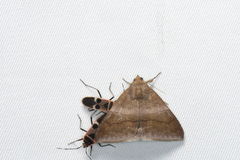 Bastilla absentimacula