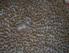 Amplexidiscus fenestrafer