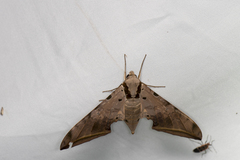 Ambulyx sericeipennis