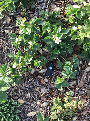 iNaturalist observation photo of trailing blackberry
