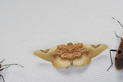 Pyrinioides sinuosus