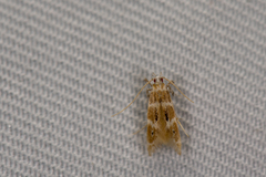 Ashibusa
