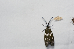 Eterusia aedea formosana