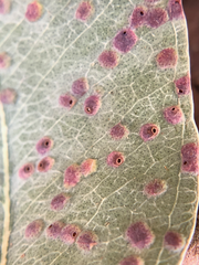 Closterocerus chamaeleon