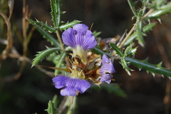 Blepharis diversispina