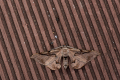 Hypochrosis baenzigeri