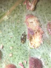 Closterocerus chamaeleon