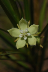 Kanahia laniflora
