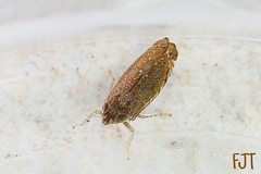 Scaphytopius