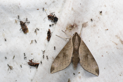 Acosmerycoides harterti