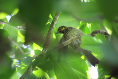 Foulehaio carunculatus